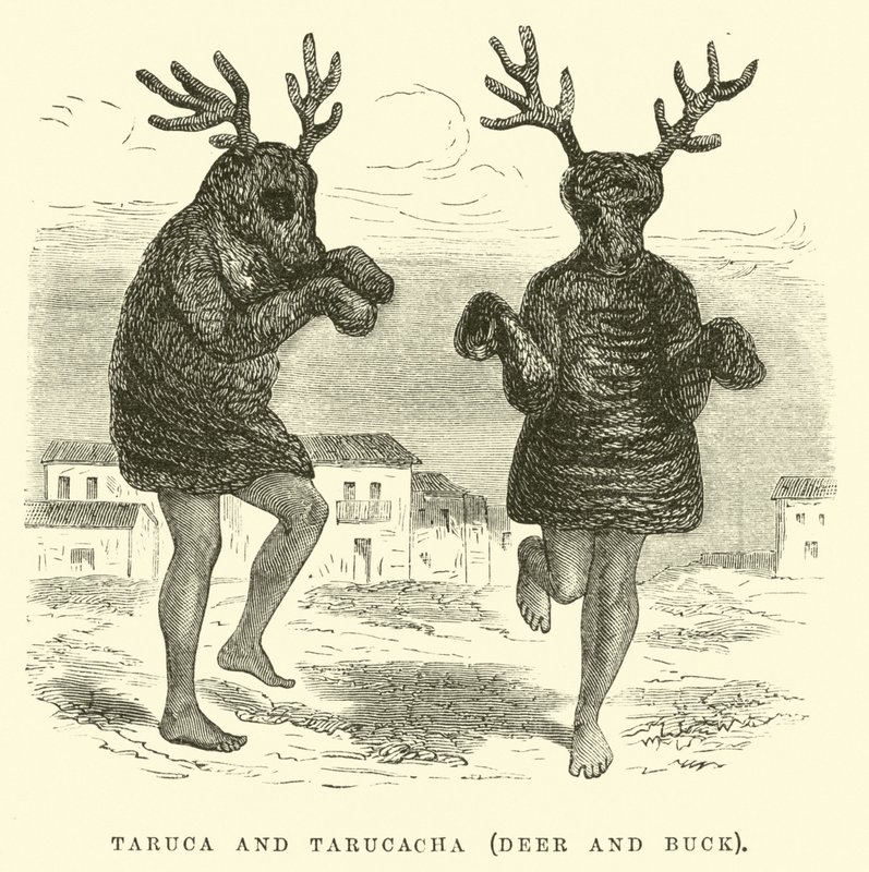 Taruca og Tarucacha, hjort og buk af Edouard Riou
