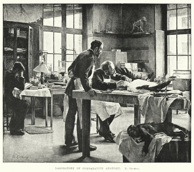 Laboratorium for sammenlignende anatomi (gravering) af Edouard Gelhay