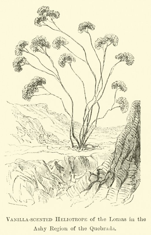 Vaniljeduftende Heliotrope af Lomas i den ashyde region i Quebrada af Edouard Riou