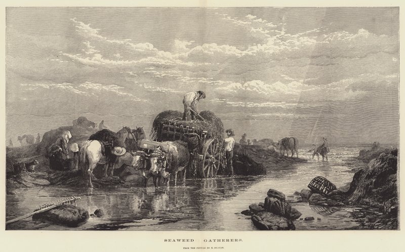 Tangsamlere af Edward Duncan