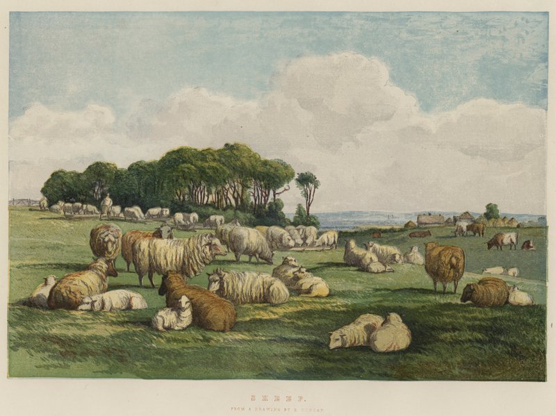 Får (chromolitho) af Edward Duncan