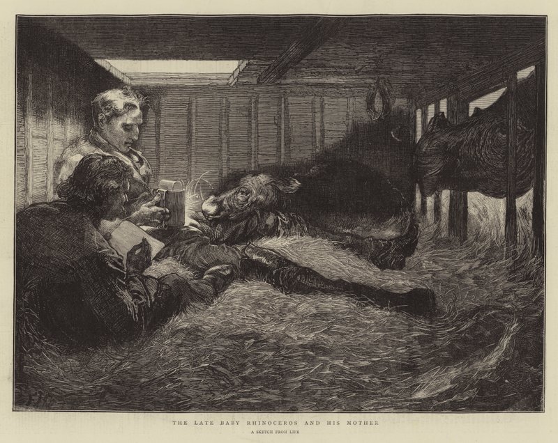 Det sene næsehorn og hans mor af Edward John Gregory
