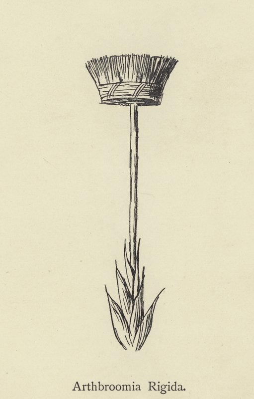 Arthbroomia Rigida af Edward Lear