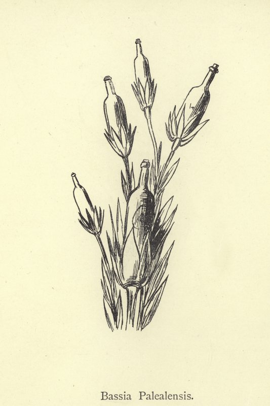 Bassia Palealensis af Edward Lear
