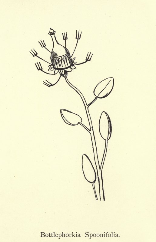 Bottlephokia Spoonifolia af Edward Lear