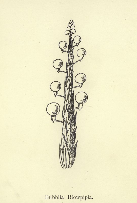 Bubblia Blowpipia af Edward Lear