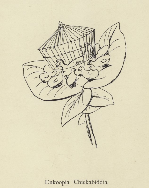 Enkoopia Chickabiddia af Edward Lear