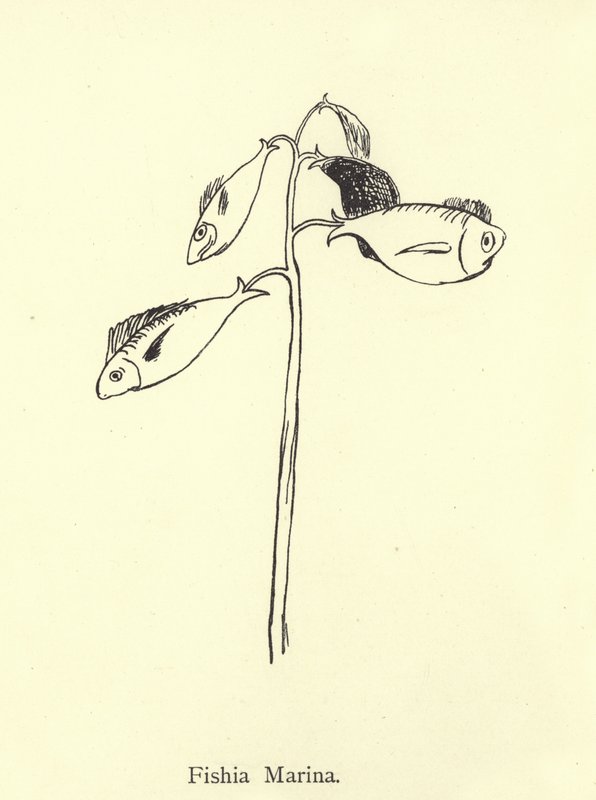 Fishia Marina af Edward Lear