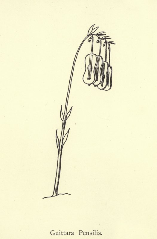 Guittara Pensilis af Edward Lear