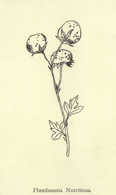 Plumbunnia Nutritiosa af Edward Lear