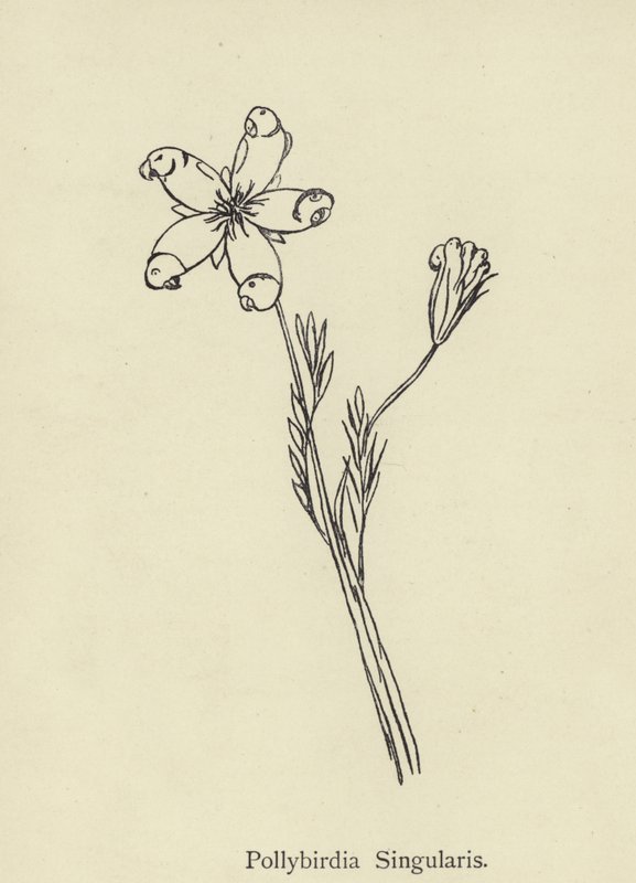 Pollybirdia Singularis af Edward Lear
