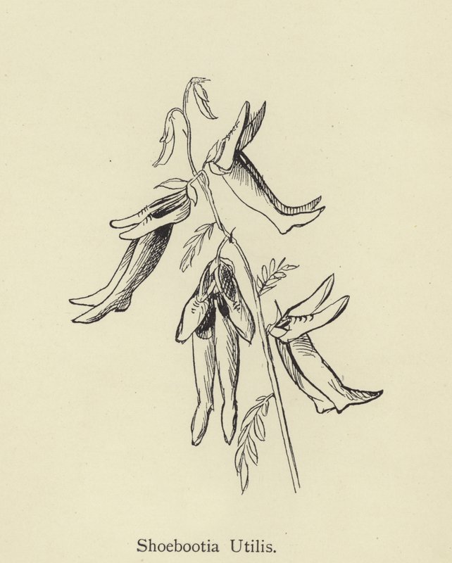 Shoebootia Utilis af Edward Lear
