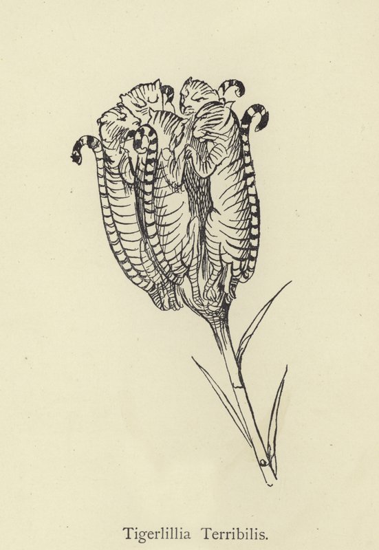 Tigerllilla Terribilis af Edward Lear