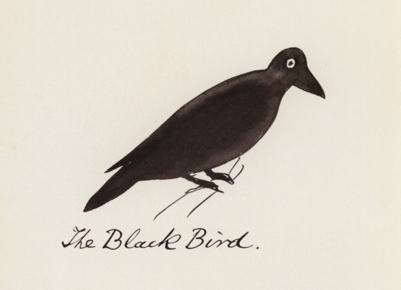 Edward Lear, The Bird Book: The Black Bird (farve litho) af Edward (after) Lear
