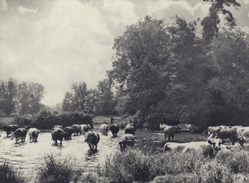 Køer krydser Nadder (s/h-foto) af Edward Alfred Barton