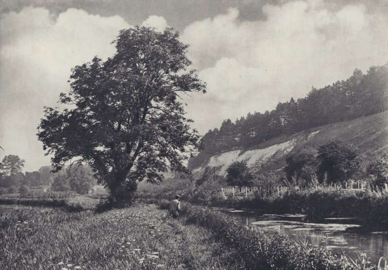 Den store aske på Main Carrier, Leckford (s/h-foto) af Edward Alfred Barton