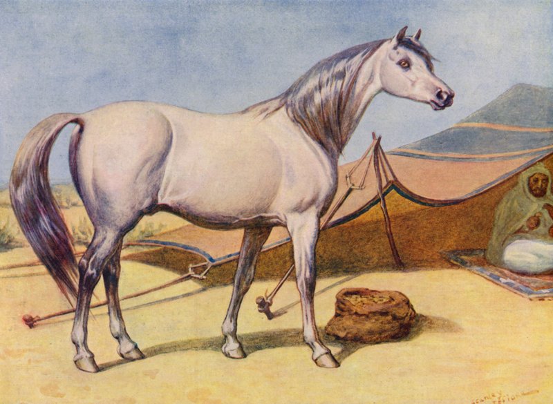 Arabisk hest (farve litho) af Edward Brice Montefiore