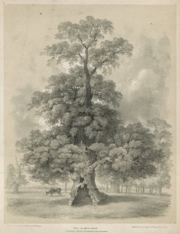 Elm i Hyde Park, London af Edward Hassell