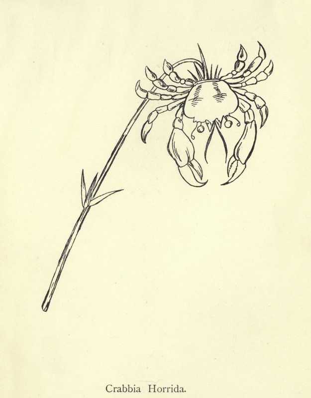 Crabbia Horrida af Edward Lear