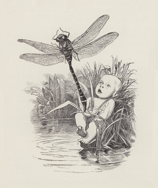 Illustration til The Water-Babies af Charles Kingsley (gravering) af Edward Linley (after) Sambourne