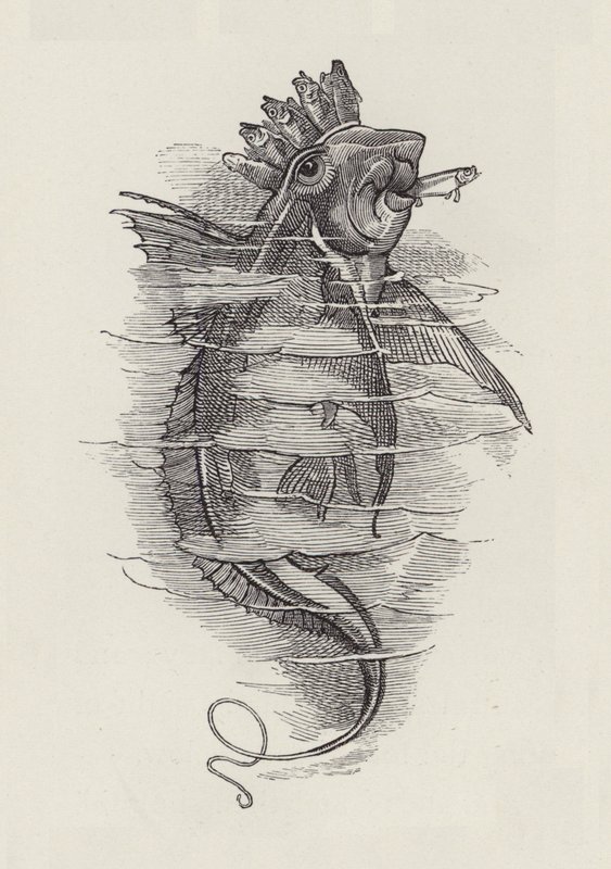 Illustration til The Water-Babies af Charles Kingsley (gravering) af Edward Linley (after) Sambourne