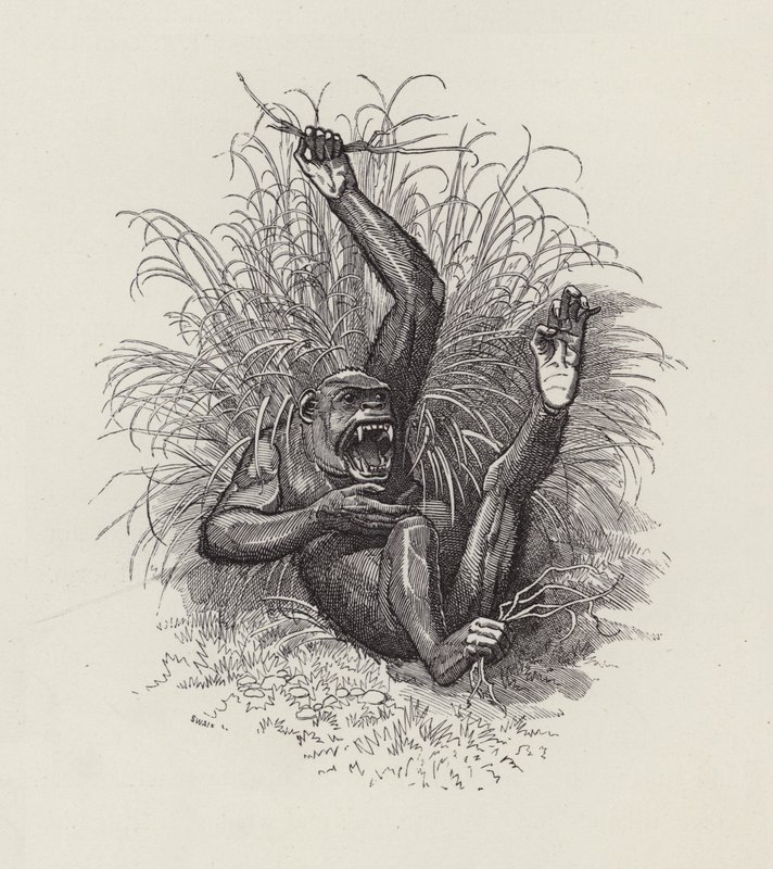 Illustration til The Water-Babies af Charles Kingsley (gravering) af Edward Linley (after) Sambourne