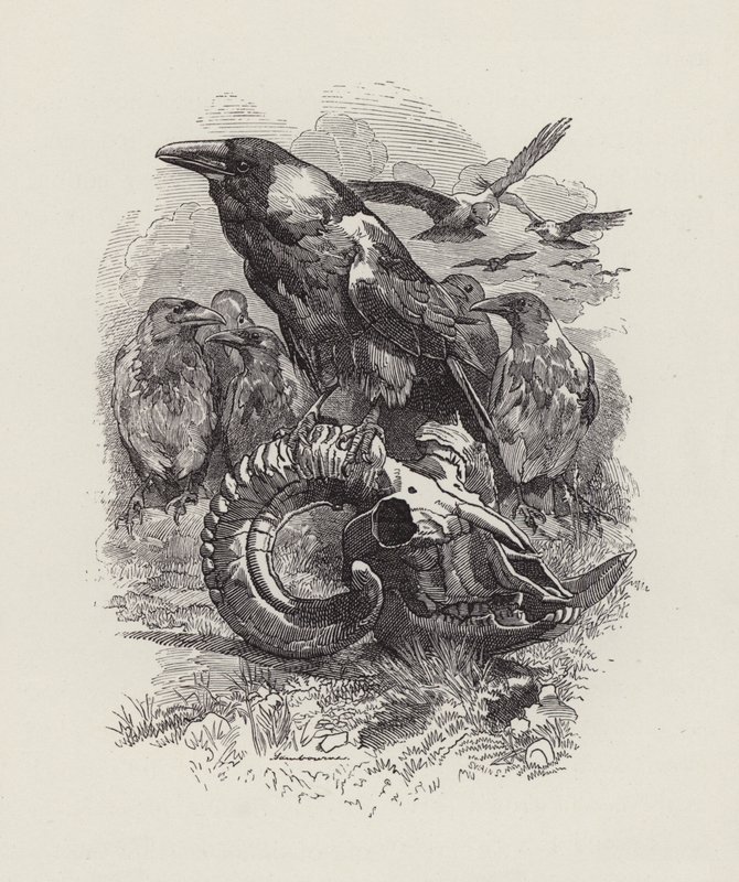 Illustration til The Water-Babies af Charles Kingsley (gravering) af Edward Linley (after) Sambourne
