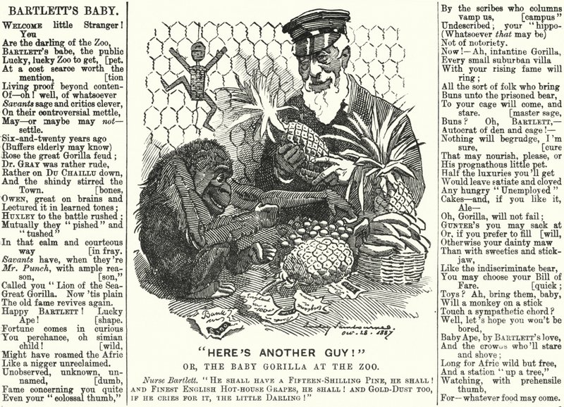 Punch tegnefilm: Abraham Dee Bartlett, superintendent for London Zoo, og en babygorilla (gravering) af Edward Linley (after) Sambourne
