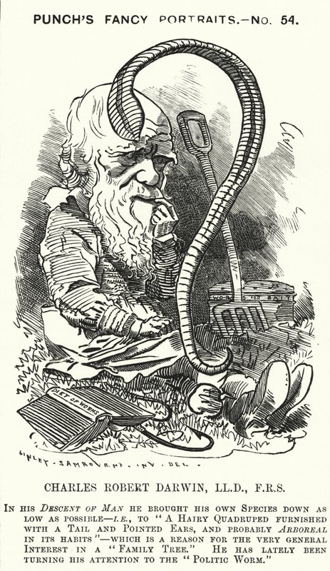 Punch tegneserie: Charles Darwin, engelsk naturforsker og biolog (gravering) af Edward Linley (after) Sambourne