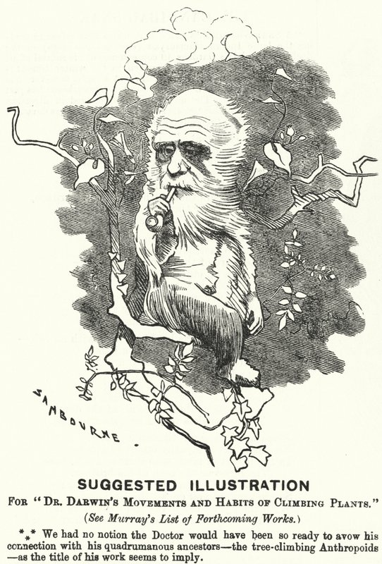 Punch tegneserie: Foreslået illustration til Dr. Darwins bevægelser og klatreplanters vaner (gravering) af Edward Linley (after) Sambourne