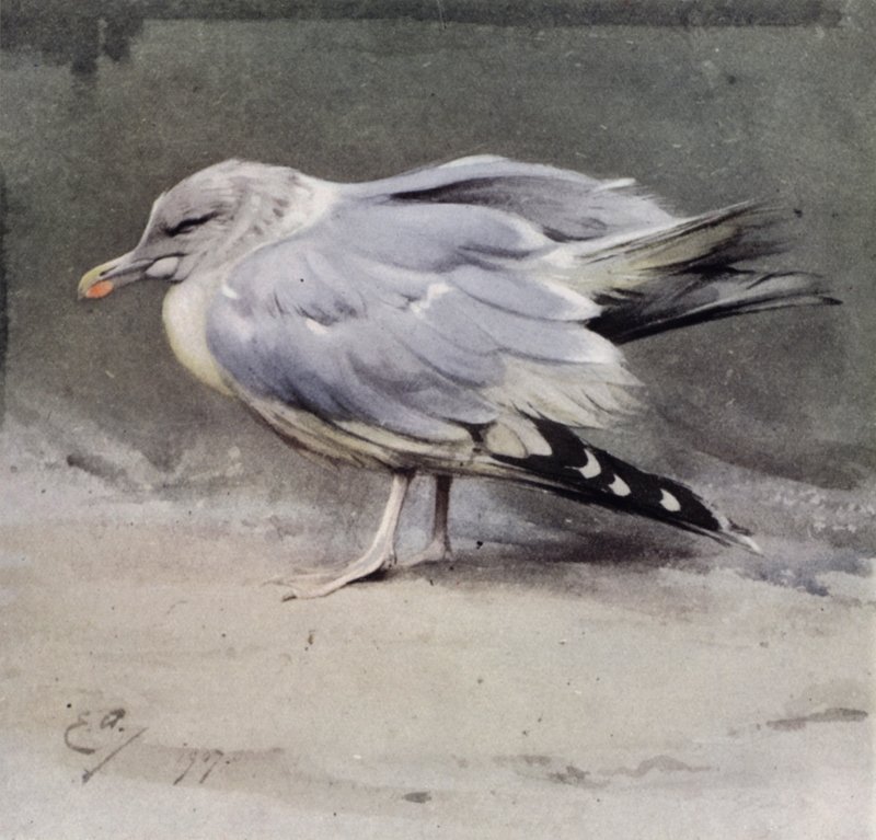 Syg fiskemåge af Edwin John Alexander