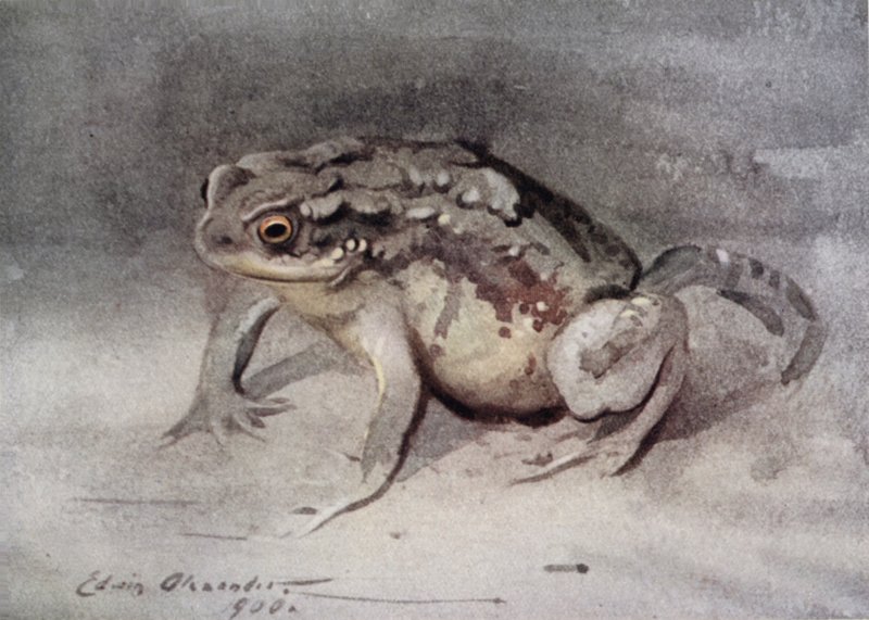 Tudse af Edwin John Alexander