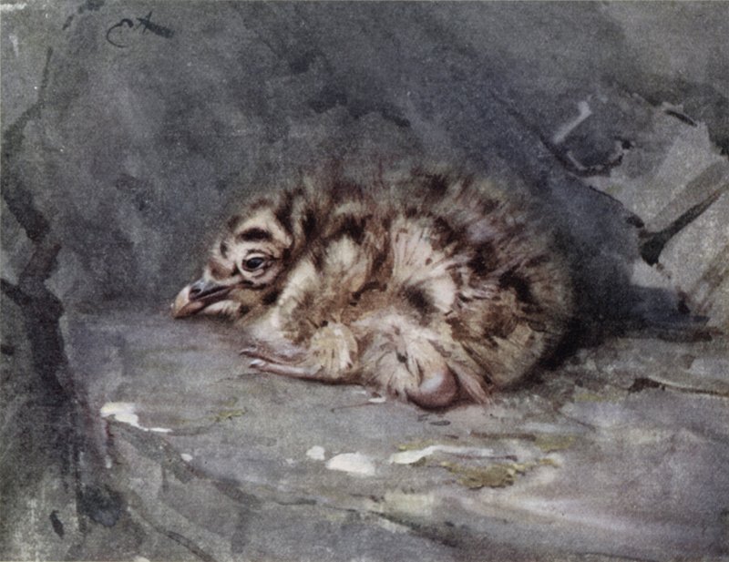 Ung sortrygget måge af Edwin John Alexander