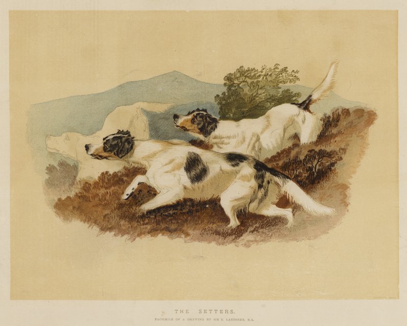 Setterne af Edwin Landseer