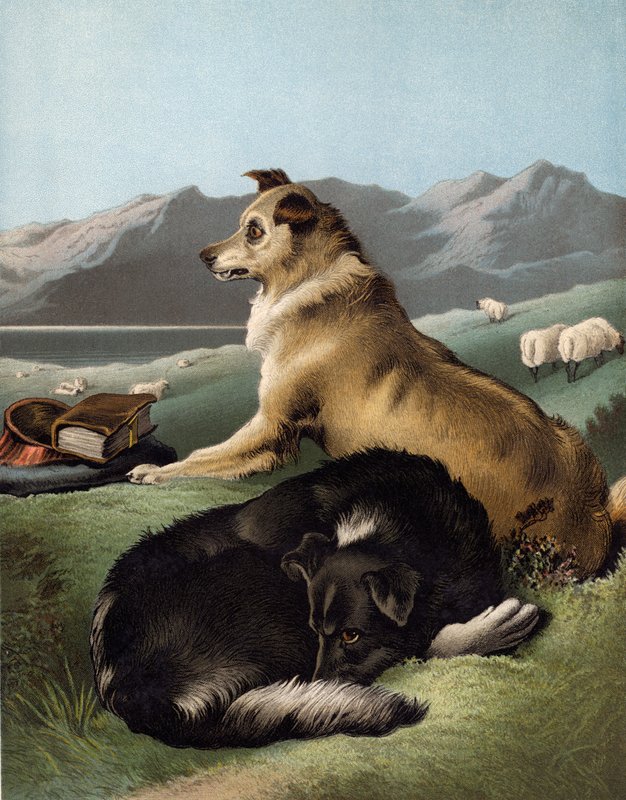Collie hunde af Edwin after Landseer