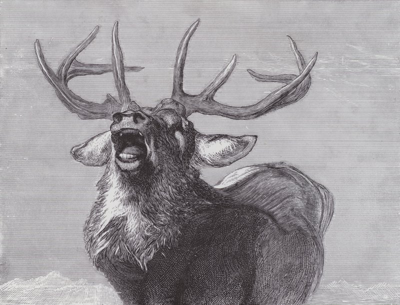 En udfordring af Edwin (after) Landseer