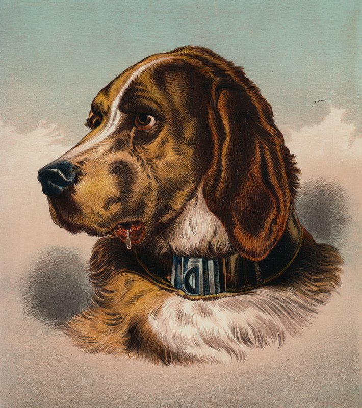 Blodhunden () (farvelitografi) af Edwin (after) Landseer