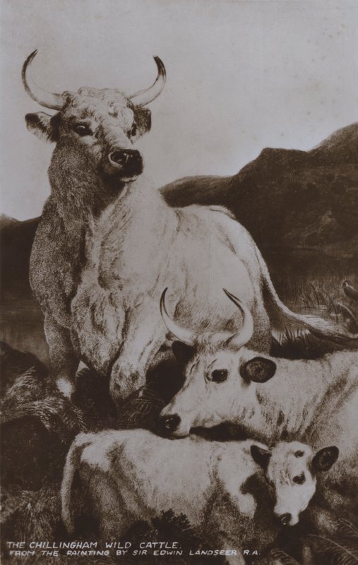 The Chillingham Wild Cattle (s/h foto) af Edwin (after) Landseer