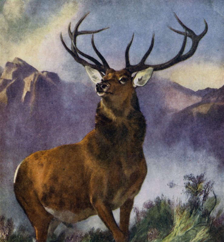 The Monarch of the Glen (farve litho) af Edwin (after) Landseer