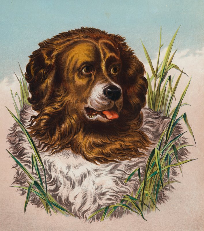 Newfoundland (farvelitografi) af Edwin (after) Landseer