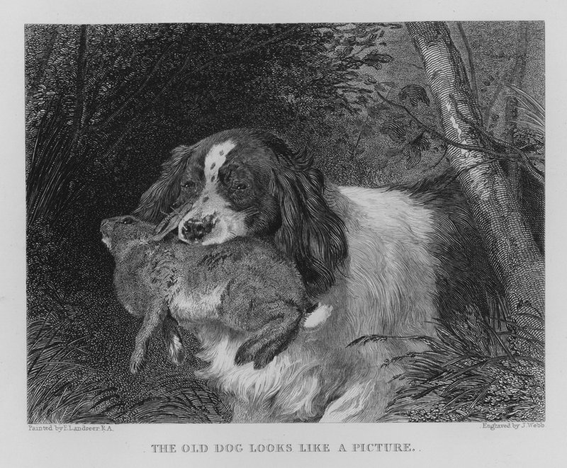 Den gamle hund ligner et billede (gravering) af Edwin (after) Landseer