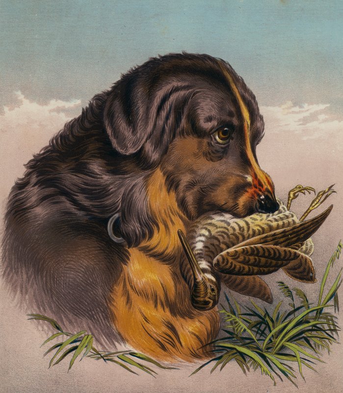 The Retriever (farvelitografi) af Edwin (after) Landseer