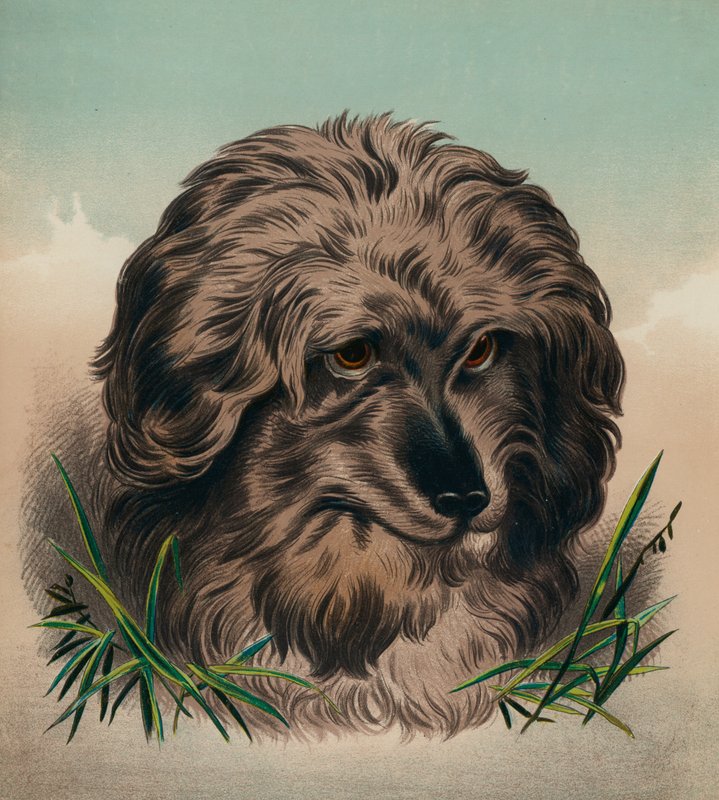 Skye-terrieren (farvelitografi) af Edwin (after) Landseer