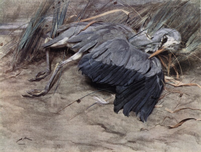Hejre af Edwin John Alexander