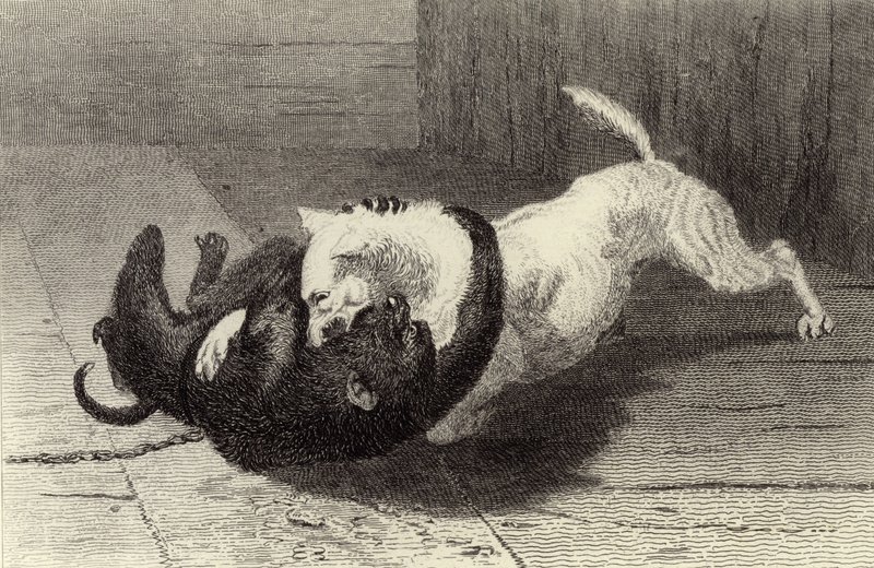 Eksempel X, hundekampe med abe af Edwin Landseer