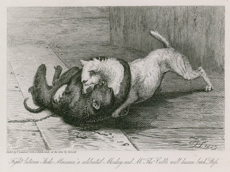 Kamp mellem Jacco Macacco, en berømt abe, og Thomas Cubbs velkendte tæve, Puss af Edwin Landseer