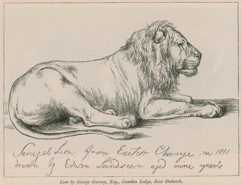 Senegal Lion fra Exeter Change af Edwin Landseer