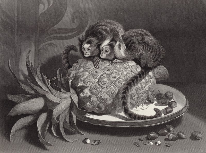 Marmozets af Edwin Landseer