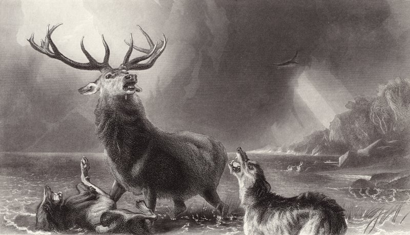 Hjorten ved bugten af Edwin Landseer