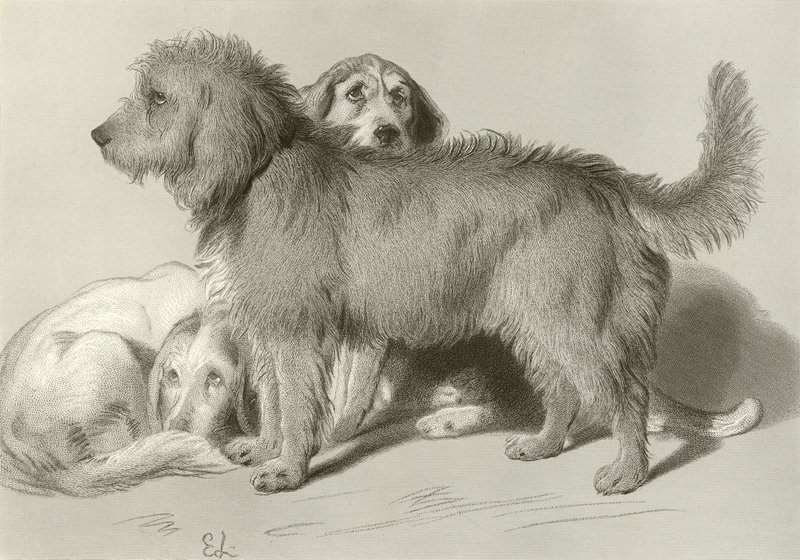 De tre hunde af Edwin Landseer